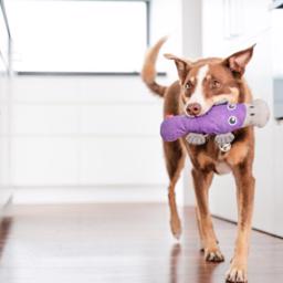 Red Dingo Durables Hållbar Gosedjur Näbbdjuret Pam